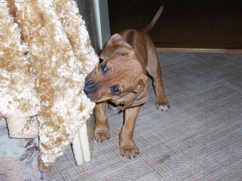 Foto: Rhodesk� ridgeback-Conny