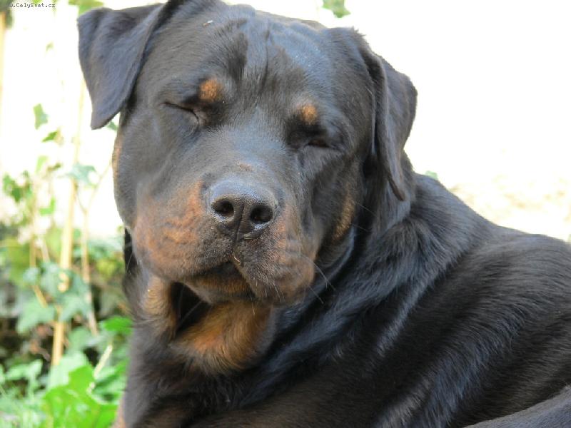 Foto: Unaven� po proch�zce