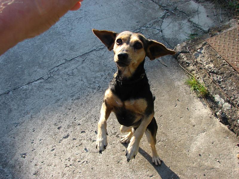 Foto: Bobe bude ba�ta