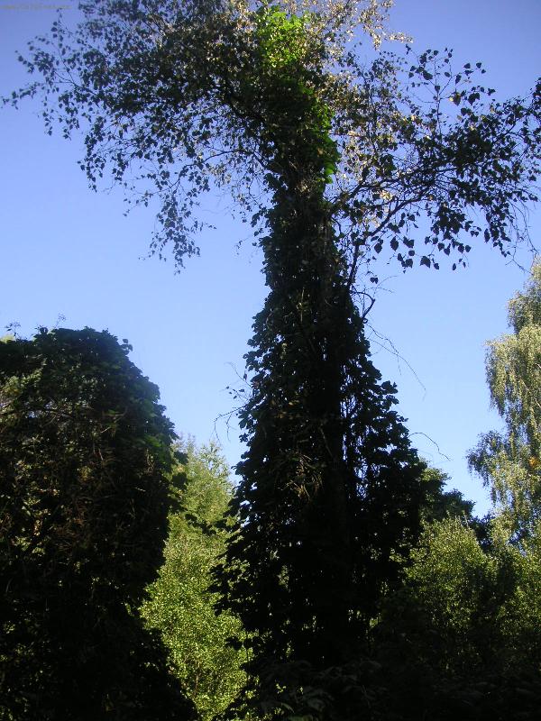 Foto: Velik�n-ve st�nu