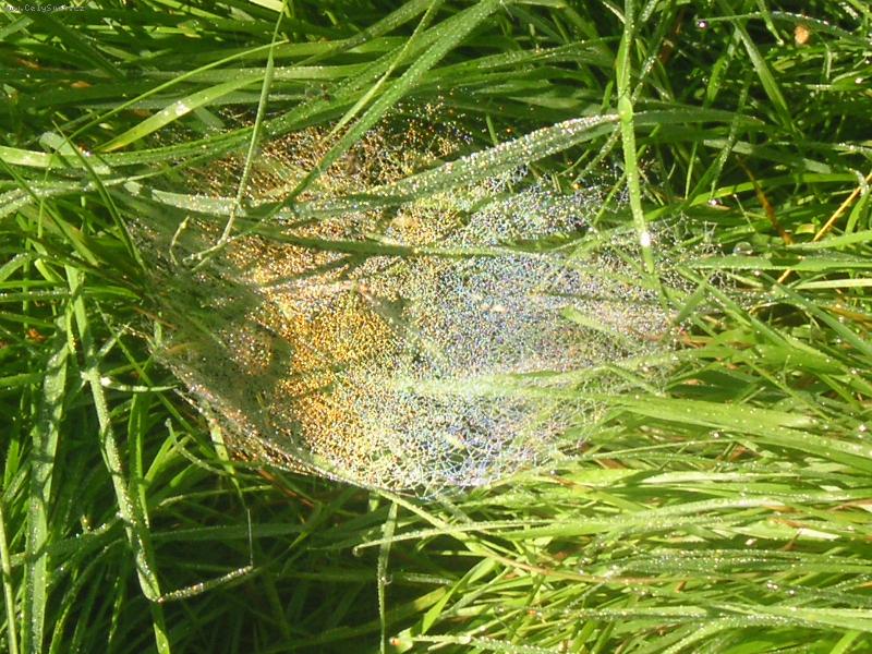 Foto: Duha chycen� v pavu�in�