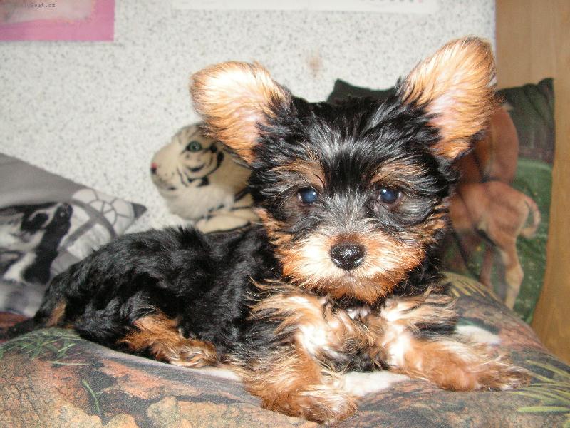 Foto: Jork��rek S�rinka-Tak to jsem j�: Jork��rka S�ra