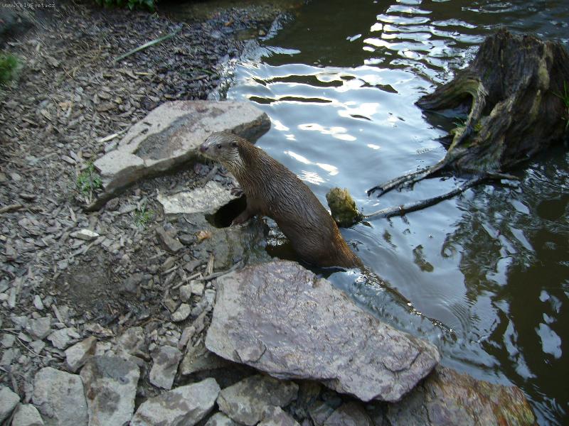 Foto: Vydra-Zoo Jihlava