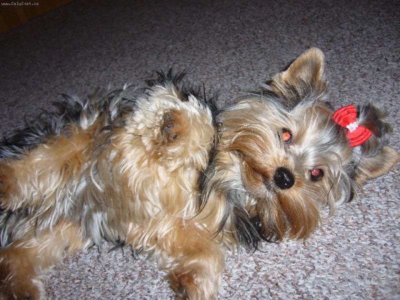 Foto: Sendynka-j� si ale veleb�m...