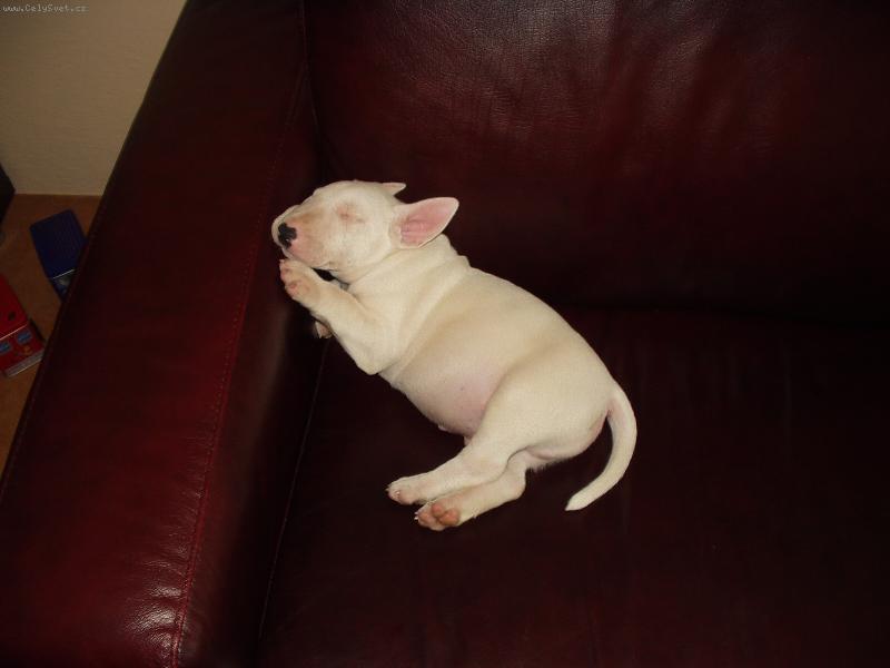 Foto: Cassius - hl�da�