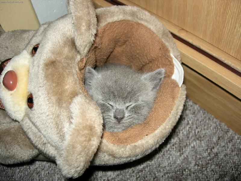 Foto: Mazlik-m�j nov� pelech