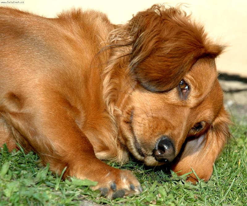 Foto: Zuzanka-v dobr�m rozmaru....