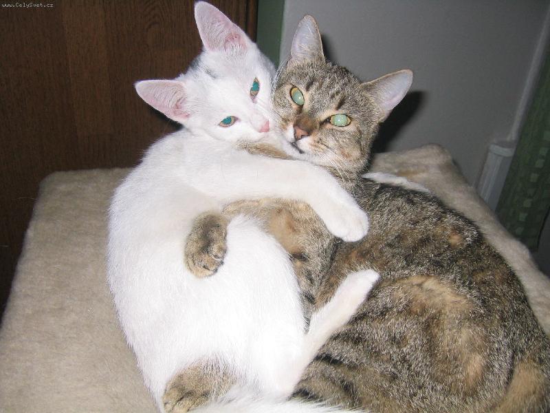 Foto: Modelky-modelky-i kdy� on a ona