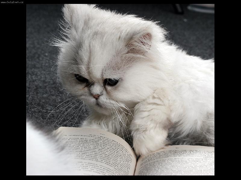 Foto: Velk� �ten��