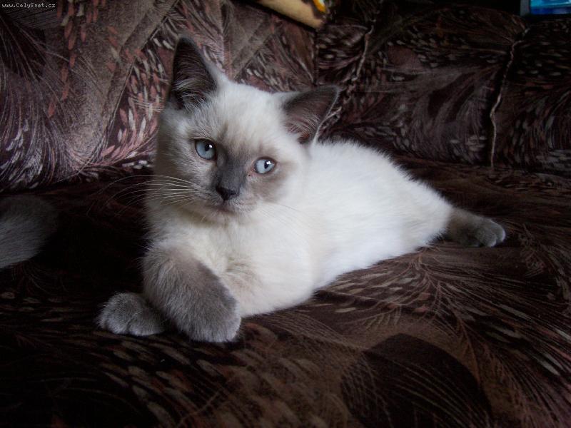 Foto: Britsk� colorpoint-Cirius