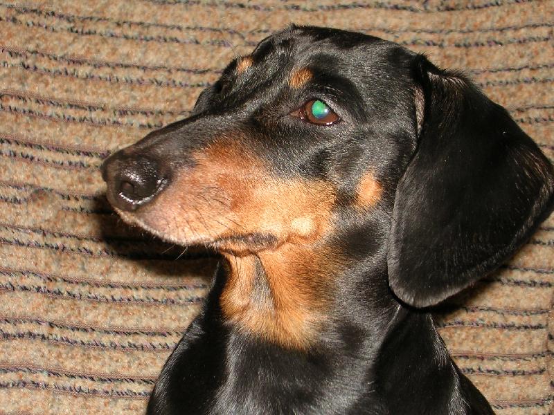 Foto: Missi-portr�t