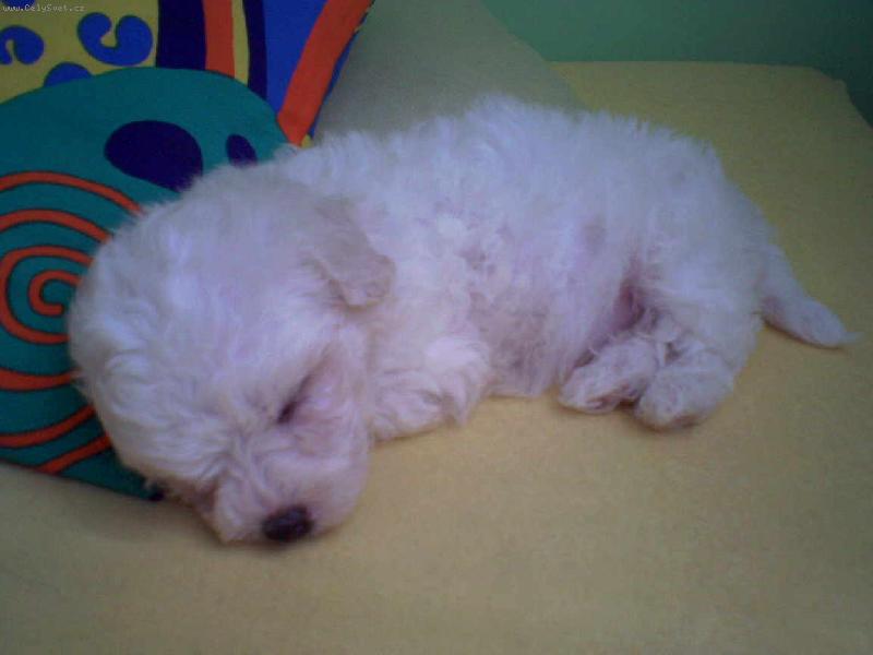 Foto: Bonnie-Jsme mal� a unaven� ...:)