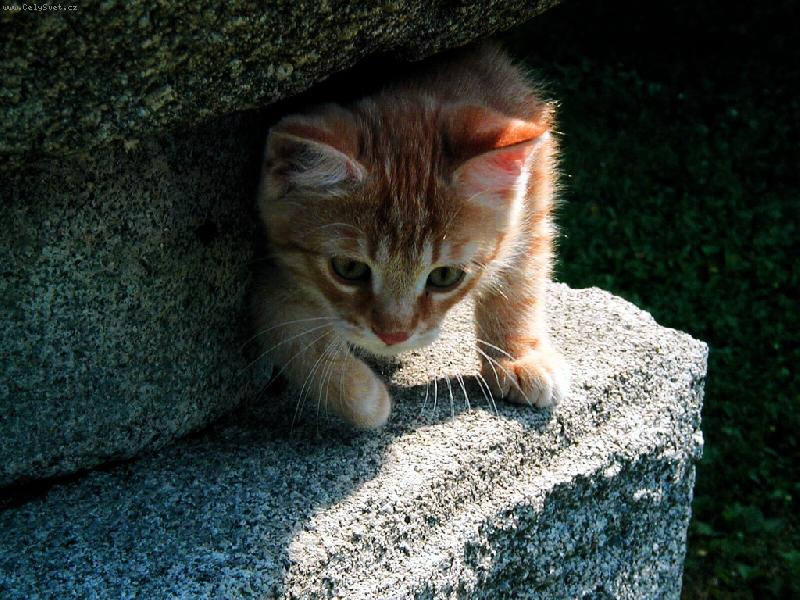 Foto: ko�ka na sloupu-pr�zkum