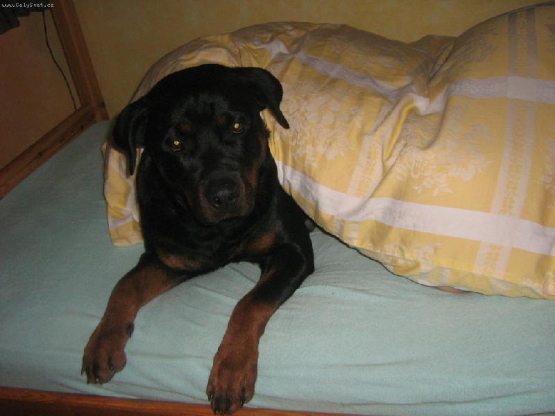 Foto: Cindy-Do postele nesm�m !!!