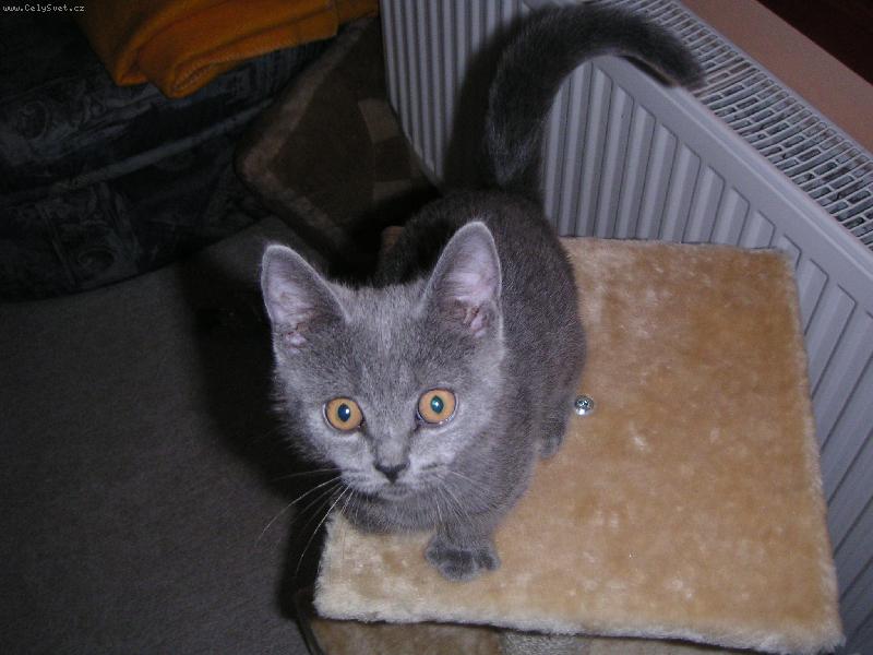 Foto: Kocourek Tim��ek-Kuk