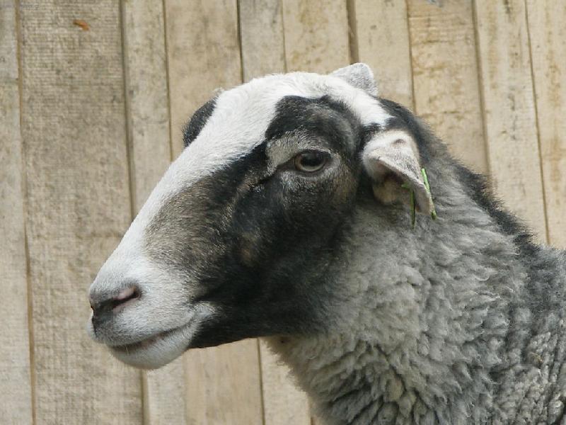 Foto: Na�e ove�ka Romane�ka