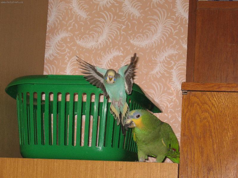 Foto: To jsem ale kr�snej-Andulka s amazo�anem