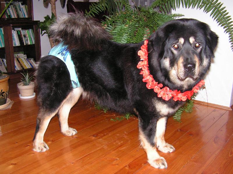 Foto: Jedu na Havaj!!!