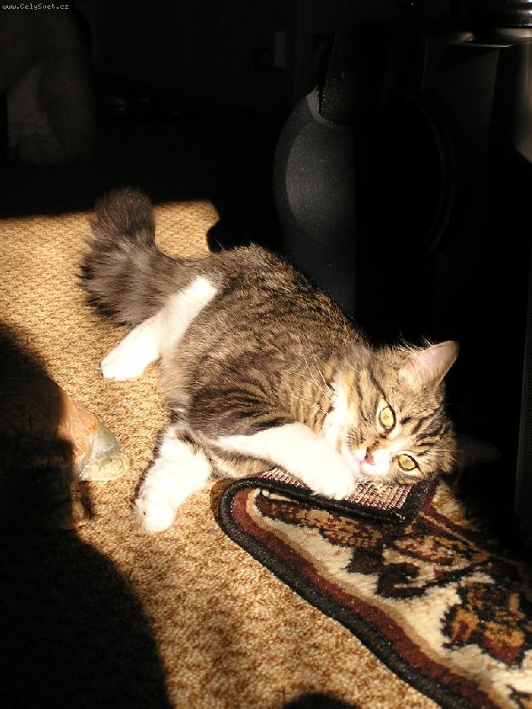 Foto: Sani�ek-vyh��v�n� na slun��ku