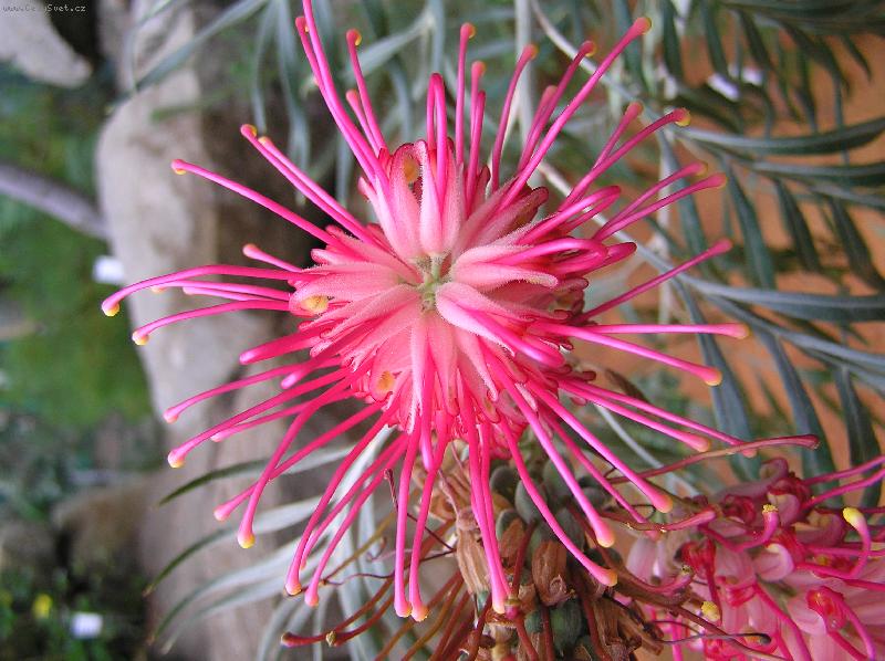 Foto: tropick� rostlinka