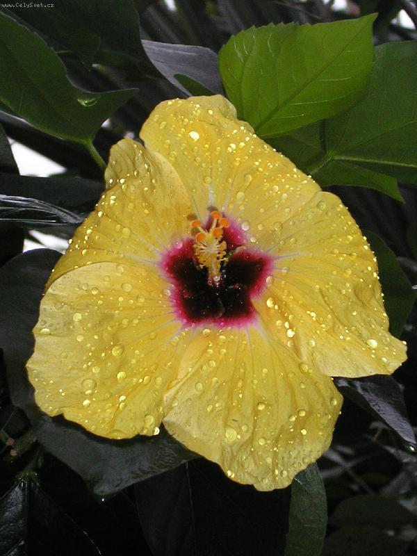 Foto: �luz� kr�sa