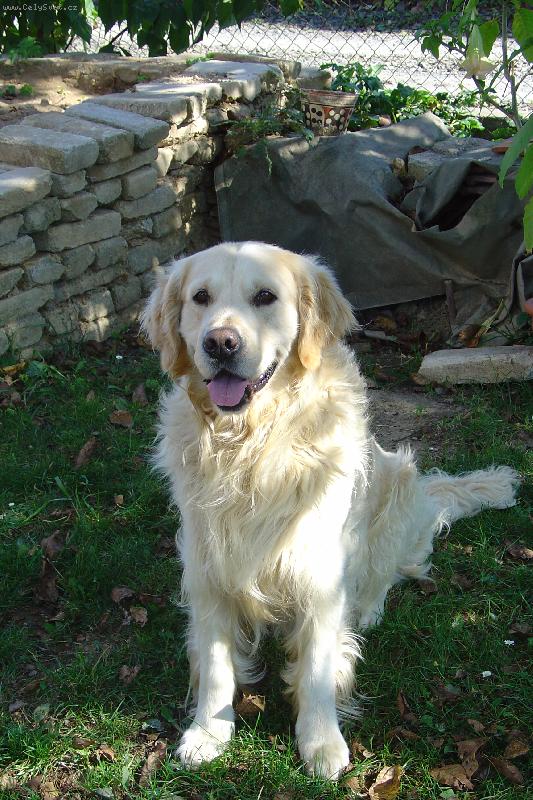 Foto: Dagou�ek-m�j mil��ek Dag�sek