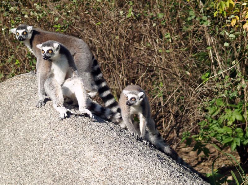 Foto: Lemu�i-pohodi�ka p�nov�