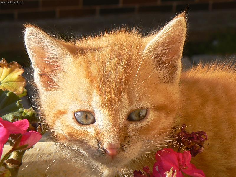 Foto: V��a kvetov-V��a kvetov