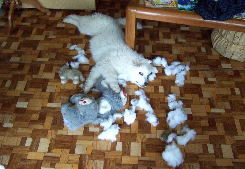 Foto: To nebyl zlod�j?