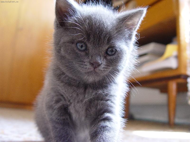 Foto: ko��tko-kuk!