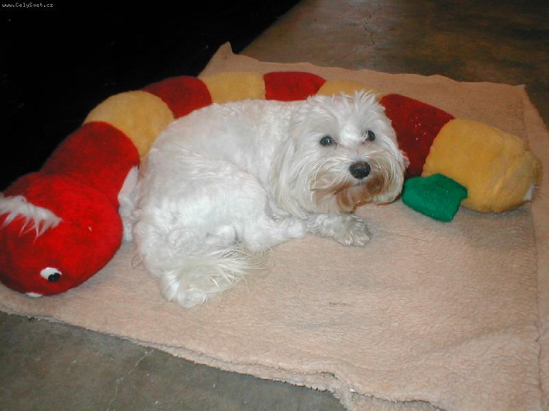 Foto: housenka a Didi�r