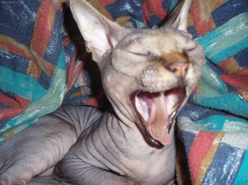 Foto: Unaven-Gop��ek