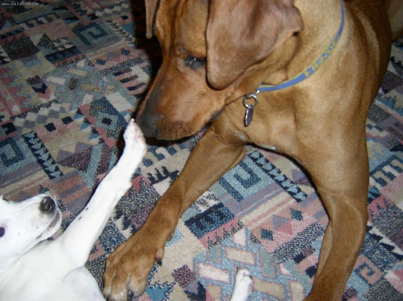 Foto: Re�ek a Dreeny-u� m� nech kone�n� vyspat!