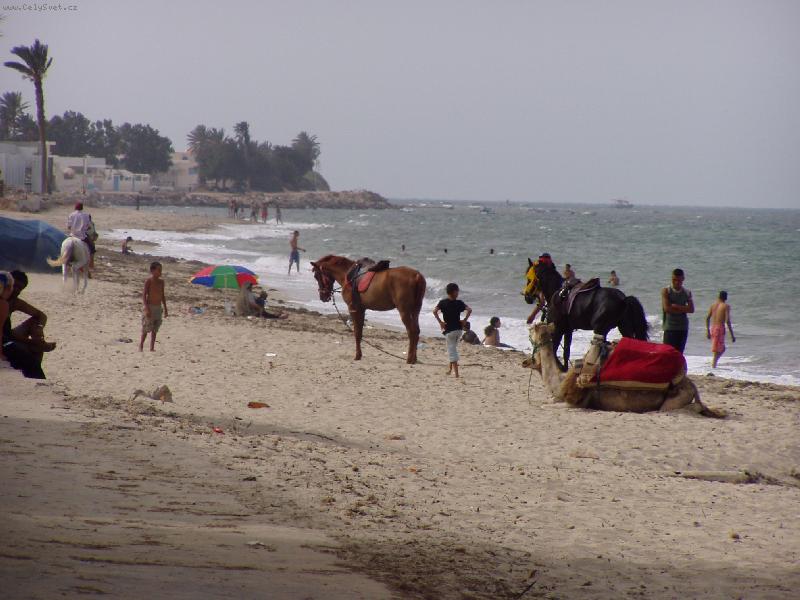 Foto: Velbloudi v Africe-z Tuniska