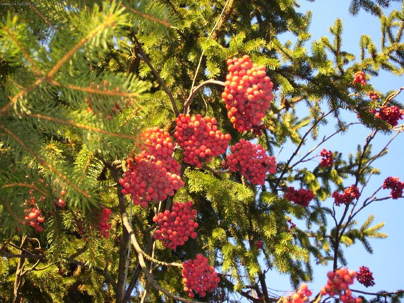 Foto: ozdoben� smrk