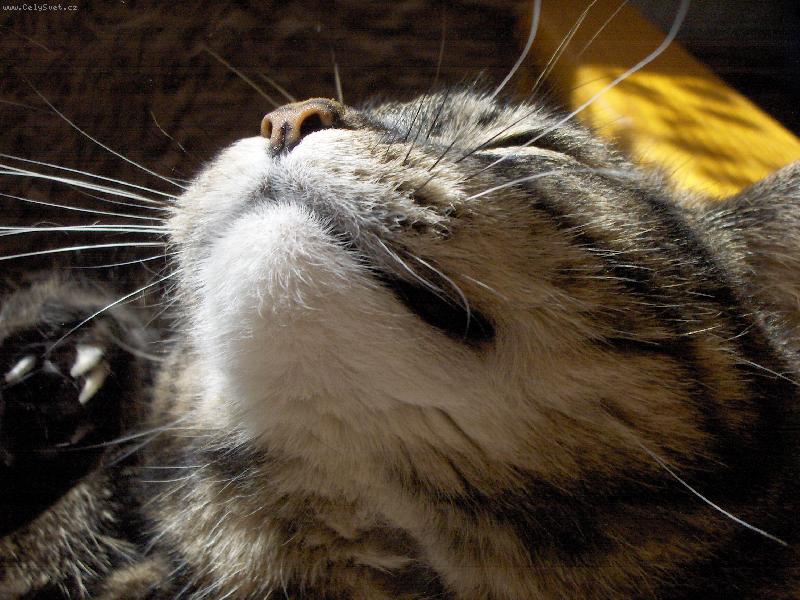 Foto: Bobina-Chyt�n� bronzu