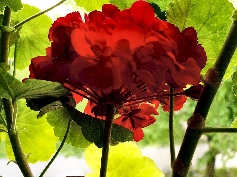 Foto: Doma na okn�