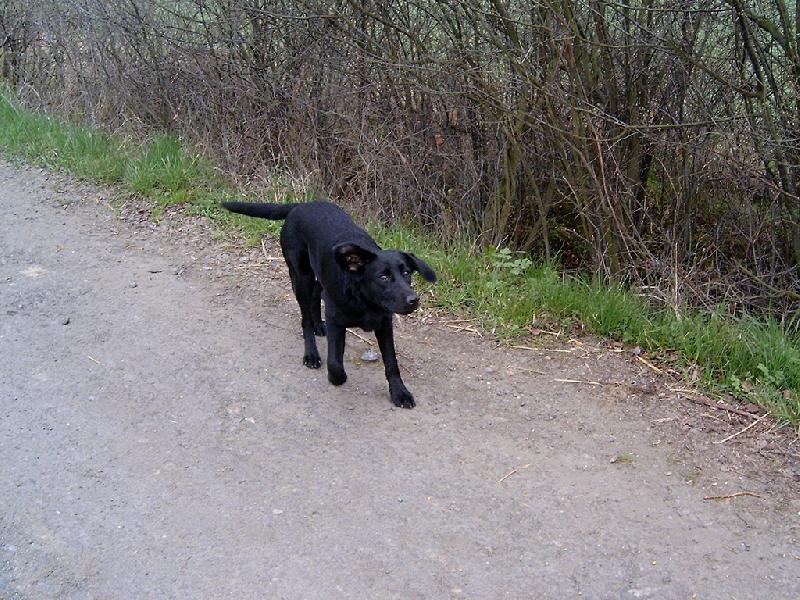 Foto: ... co to sly��m?-Na proch�zce - zv�(�)dav� �t���tko