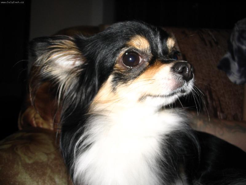 Foto: �ivav� chlape�ek Miki-copak asi dostanu?