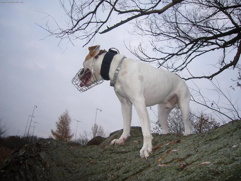 Foto: V�hled-Max�k na strom�