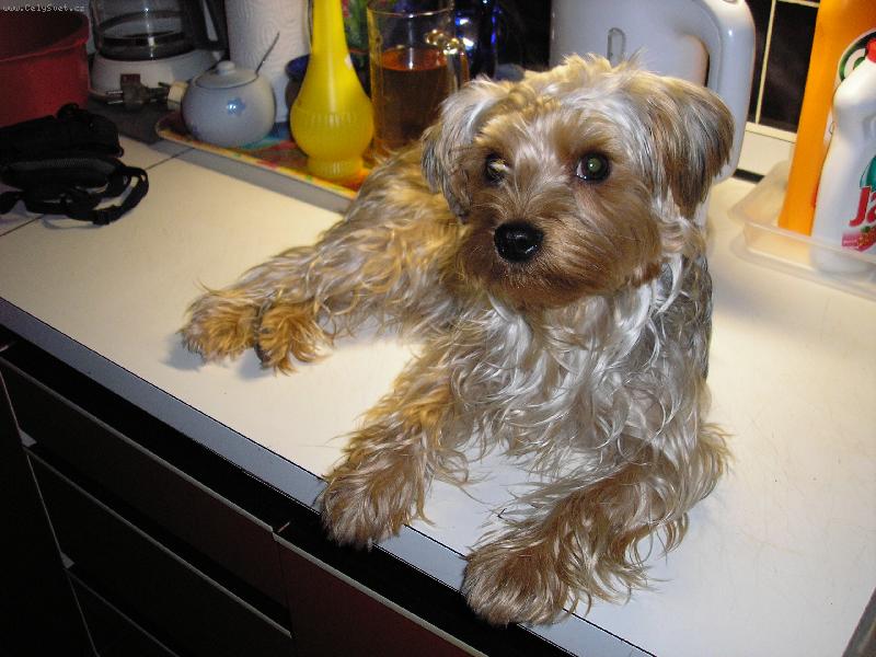 Foto: pomocnice p�i va�en�