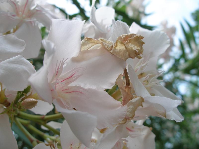 Foto: Ibi�ek-kv�t Ibi�ku