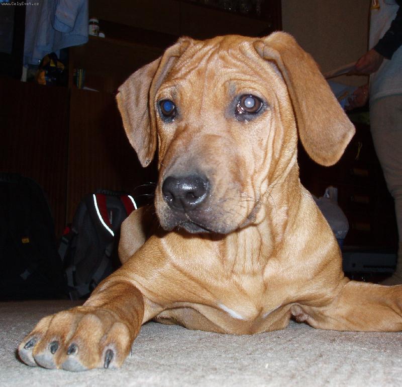 Foto: M�m ukousl� ucho :(