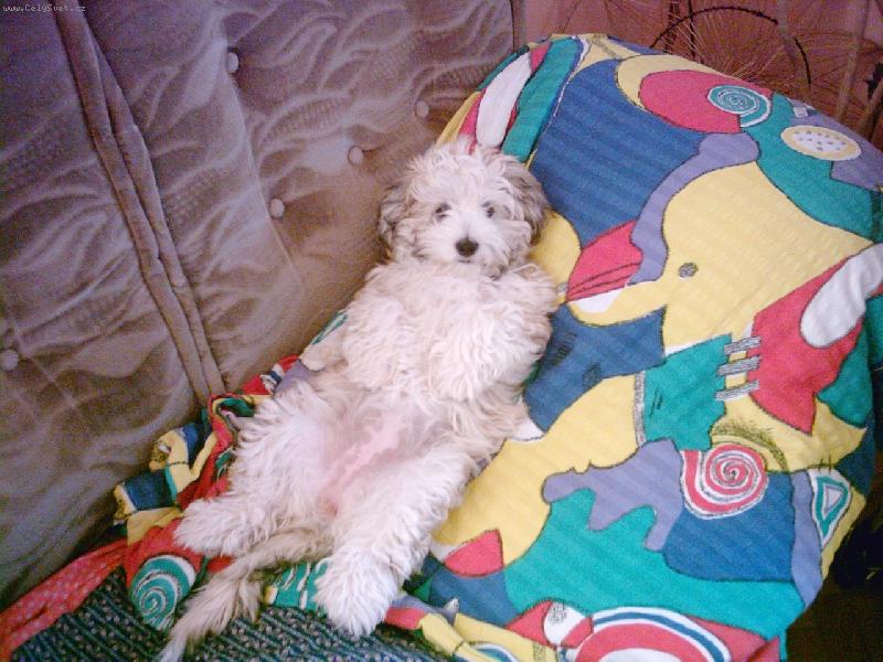 Foto: Am�lka-J� haj�m