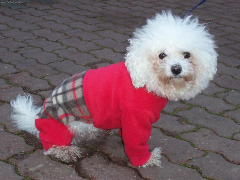 Foto: Bi�onek Amynka-Nov� oble�ek