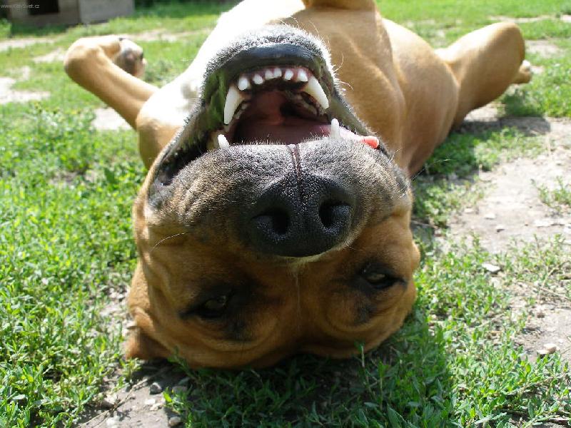 Foto: Kuku�-roztomil� kuku�