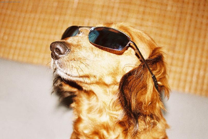 Foto: M�da slune�n�ch br�l�