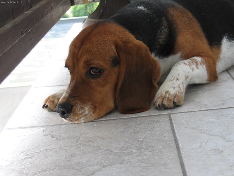 Foto: to je nuda-Dingo na balk�n�