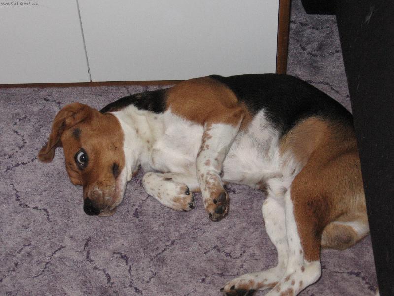 Foto: Dingo-vypad� jak opilec!!! :-)