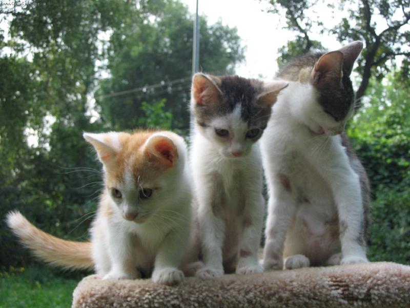 Foto: T�i ko�i�ky-T�i sudi�ky